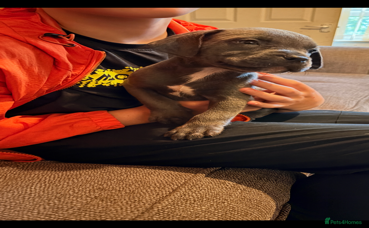 Cane Corso dogs - Advert 10