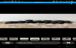 Patterdale Terrier dogs for sale: Patterdale terriers - Image 8