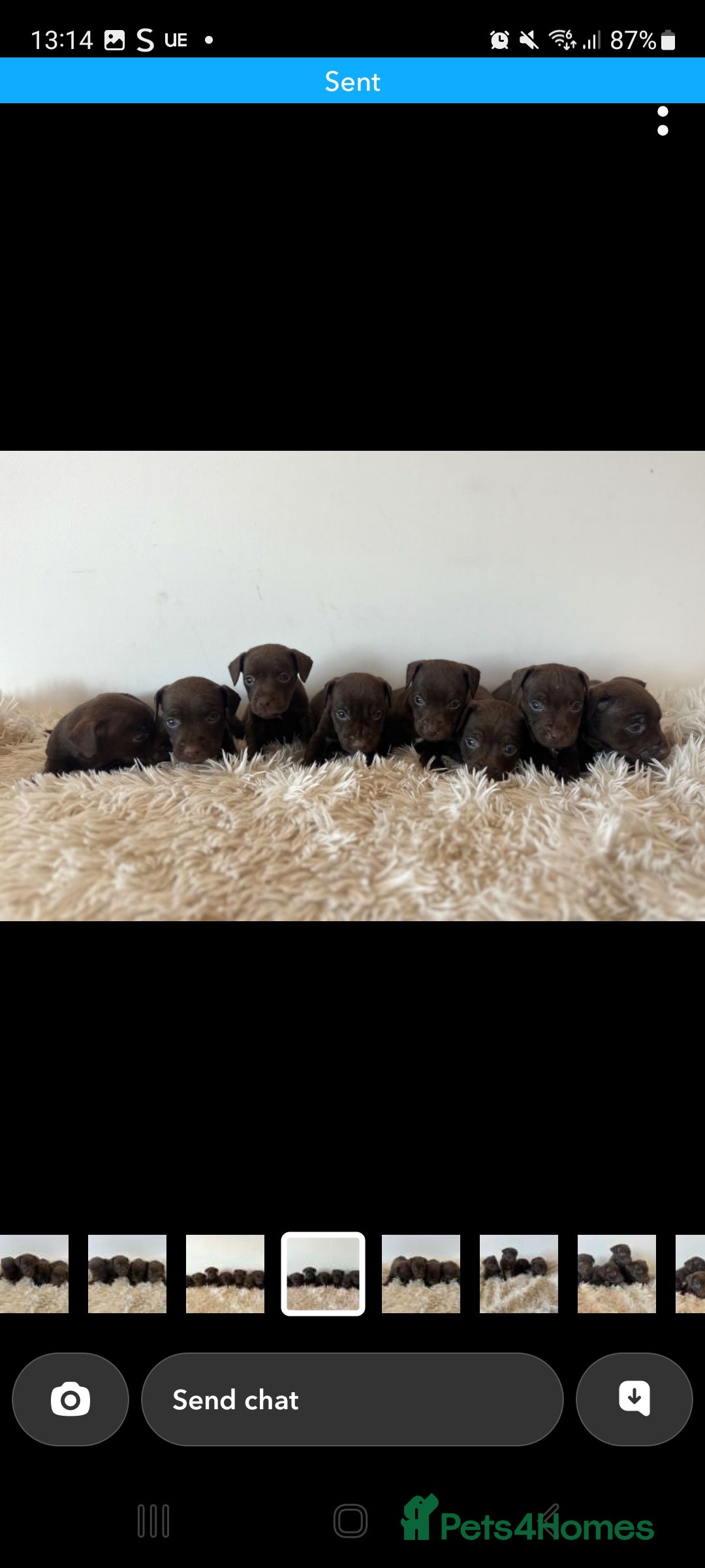 Patterdale Terrier dogs for sale: Patterdale terriers - Image 8