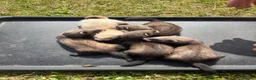 Ferret rodents for sale: Ferrets for sale  in Mansfield - Advert 6