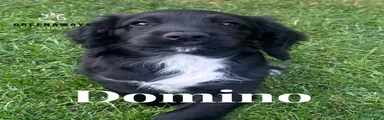 Domino