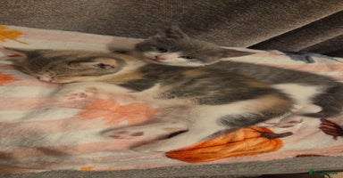 Mixed Breed cats - Advert 5