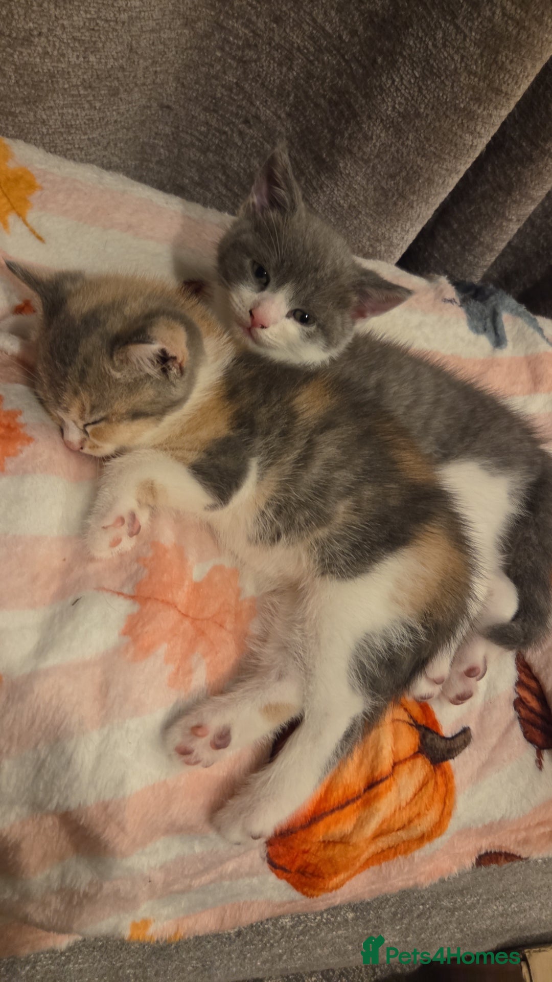 Mixed Breed cats for sale: 2 kittens  - Image 2