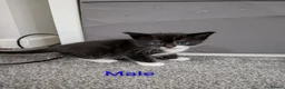 Mixed Breed cats for sale: Kittens for sale  - Advert 11