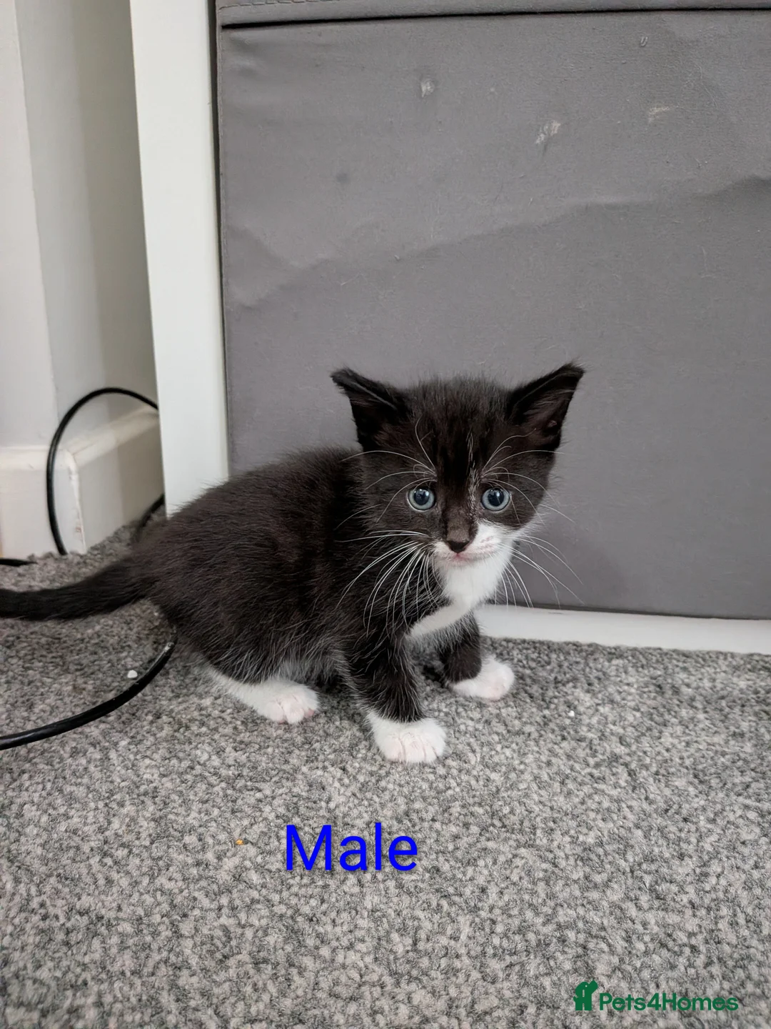 Mixed Breed cats for sale: Kittens for sale  - Advert 11