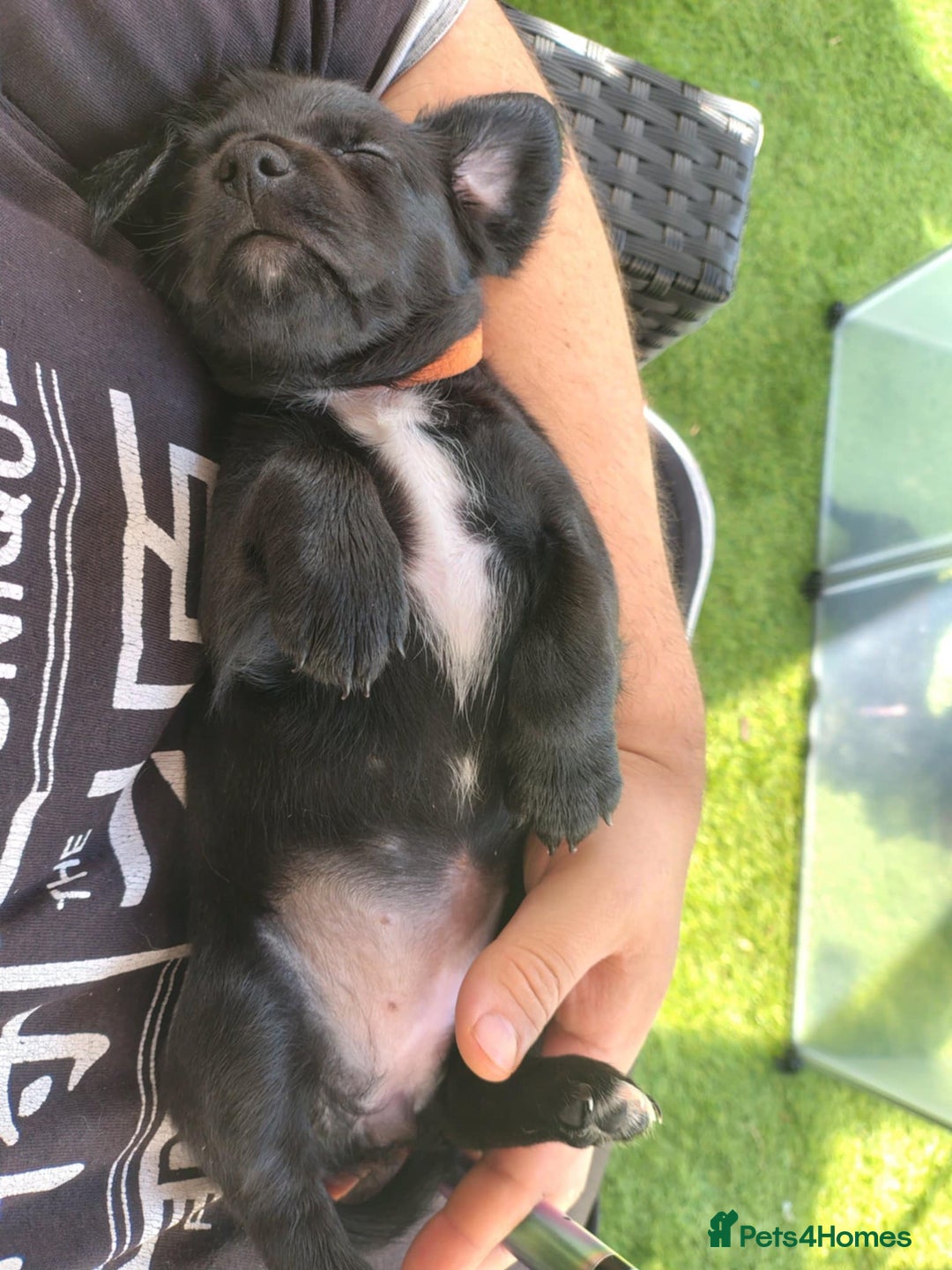 Mixed Breed dogs for sale: READY!! Sprocker jack pups + free bag in Hereford - Image 25