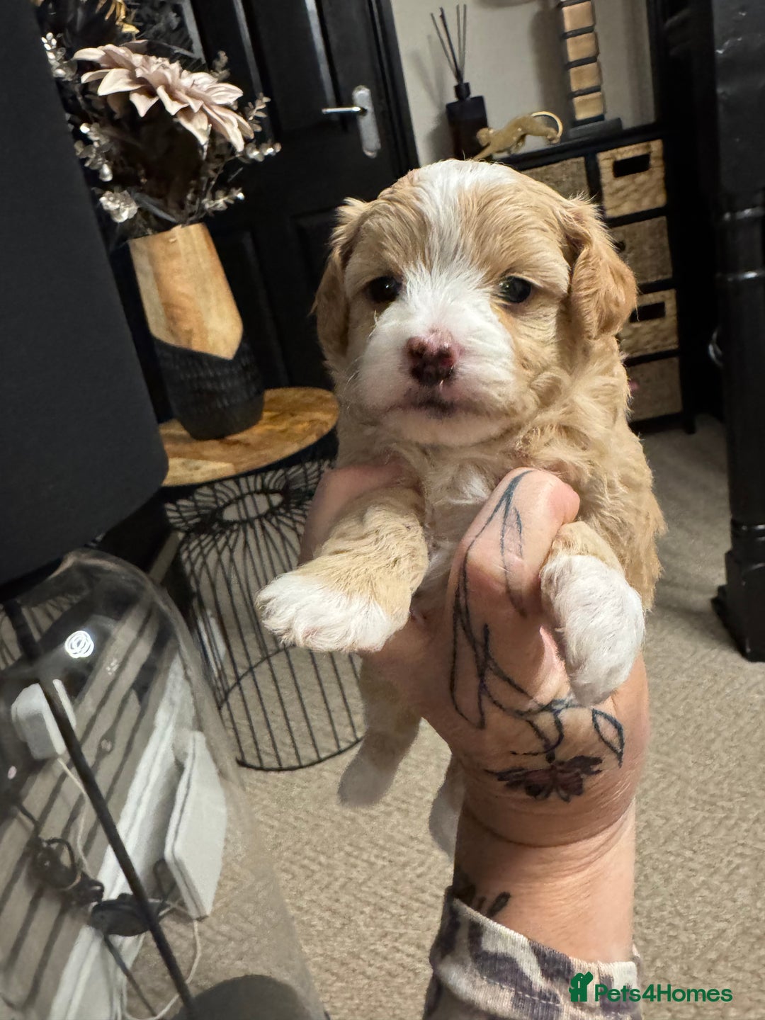 Maltipoo dogs for sale: Teddy bear maltipoo puppies  - Image 1