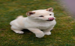 Japanese Shiba Inu dogs for sale: Beautiful Cream Shiba Inu boy for sale  - Image 14