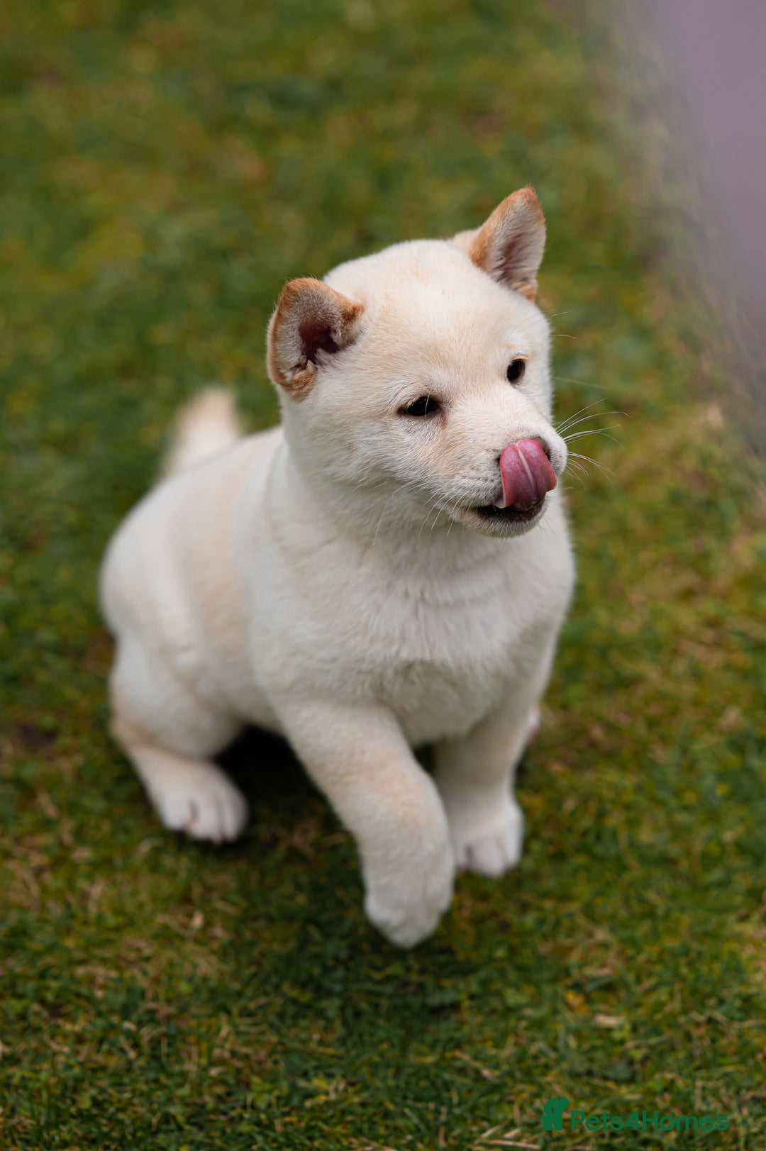 Japanese Shiba Inu dogs for sale: Beautiful Cream Shiba Inu boy for sale  - Image 14