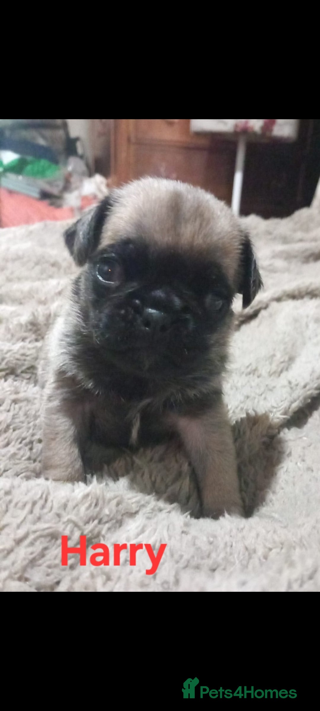 Pug dogs Last 3 adorable pug babies - Advert 6