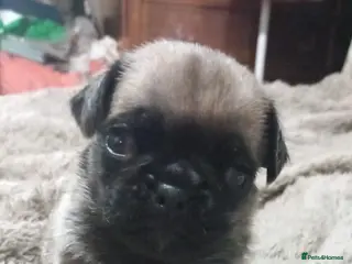 Pug dogs Last 3 adorable pug babies - Advert 6