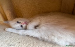 Ragdoll cats for sale: 5 beautiful GCCF Ragdoll kittens - Image 23