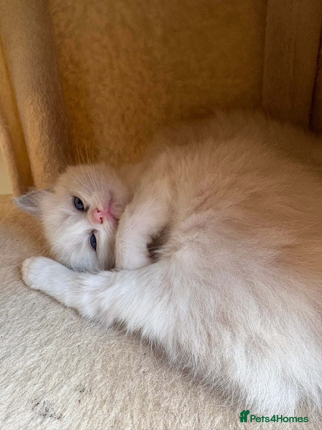 Ragdoll cats for sale: 5 beautiful GCCF Ragdoll kittens - Image 23