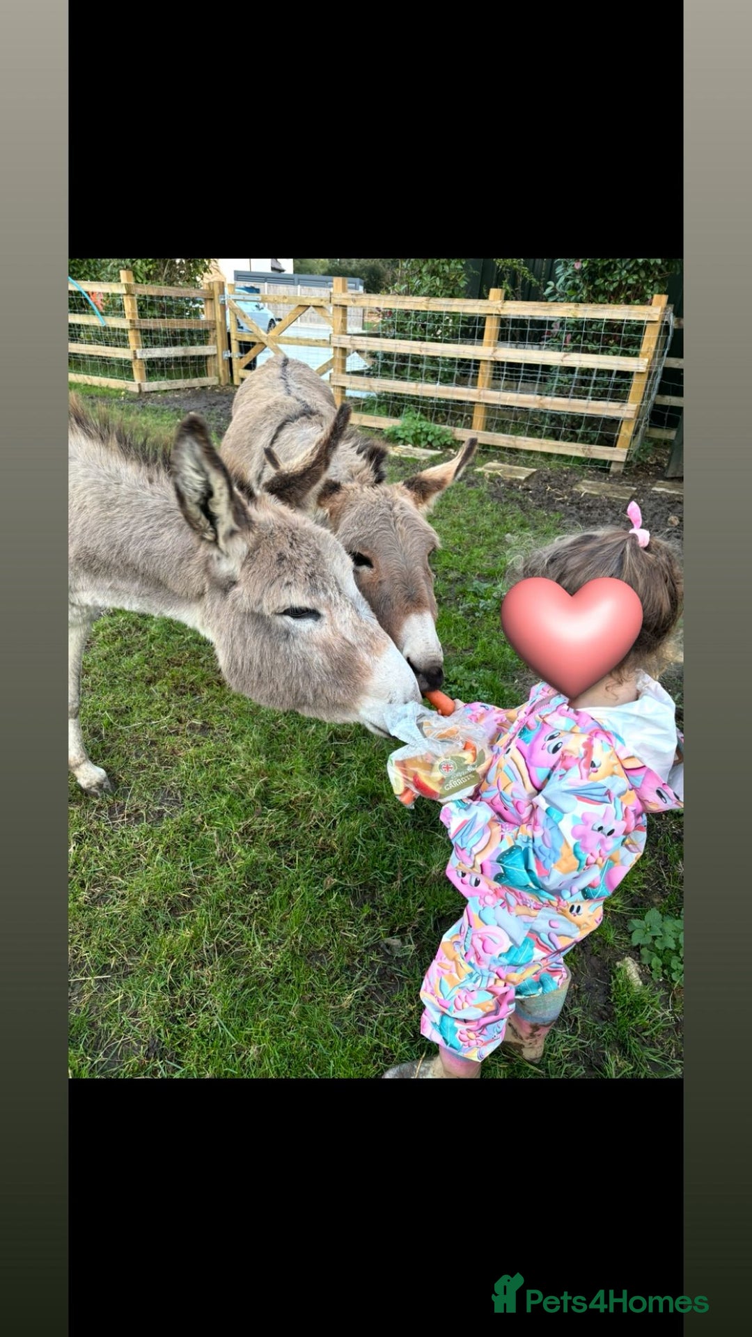 Donkey livestock for sale: 2 female donkeys for sale  - Advert 1