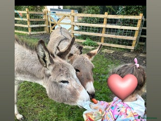 Donkey livestock 2 female donkeys for sale - Advert 6