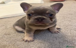 French Bulldog dogs for sale: KC registered French Bulldog puppies. READY 31/8 - Image 30