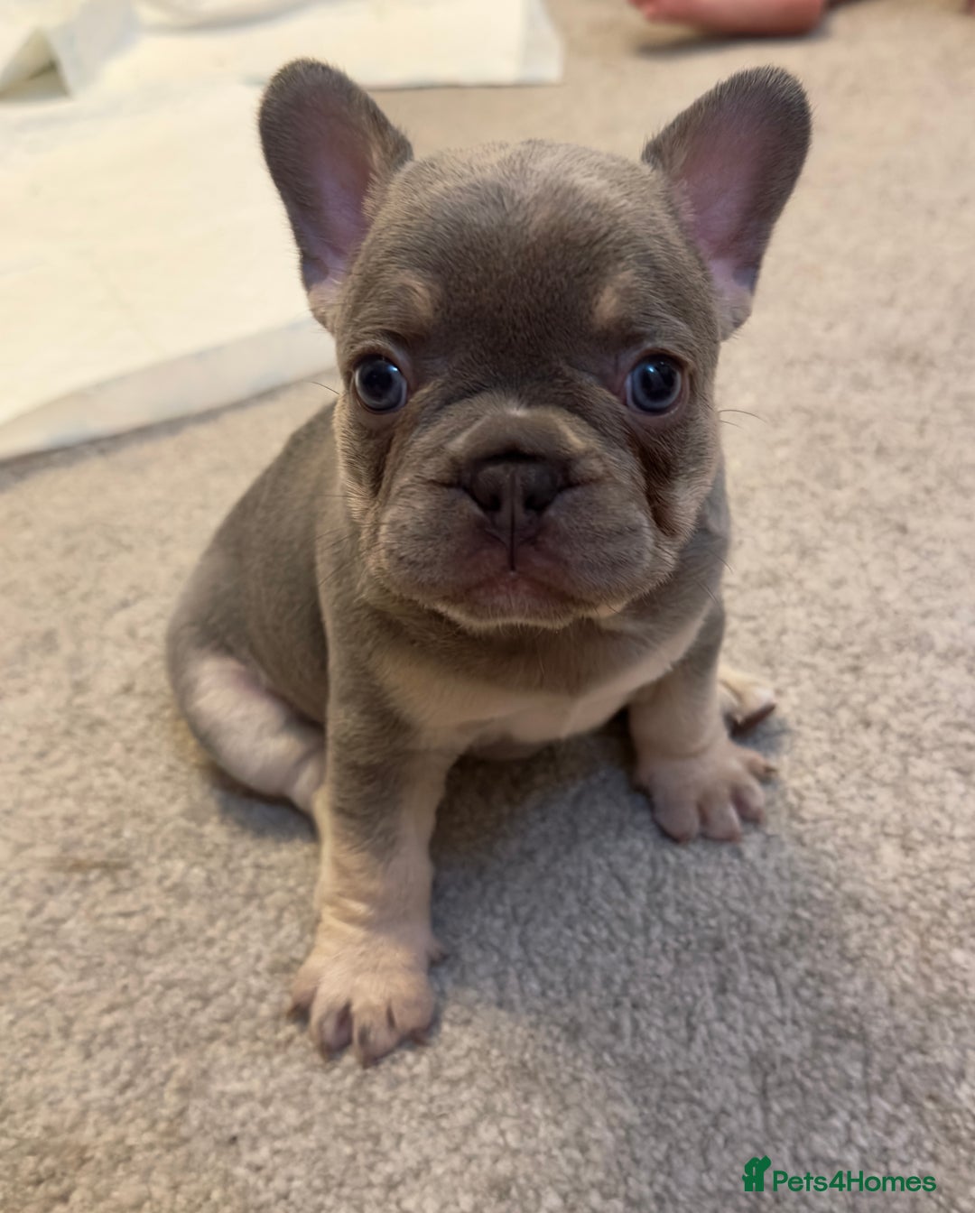 French Bulldog dogs for sale: KC registered French Bulldog puppies. READY 31/8 - Image 30