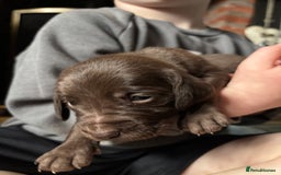 Mixed Breed dogs for sale: Weimardoodle - Image 4
