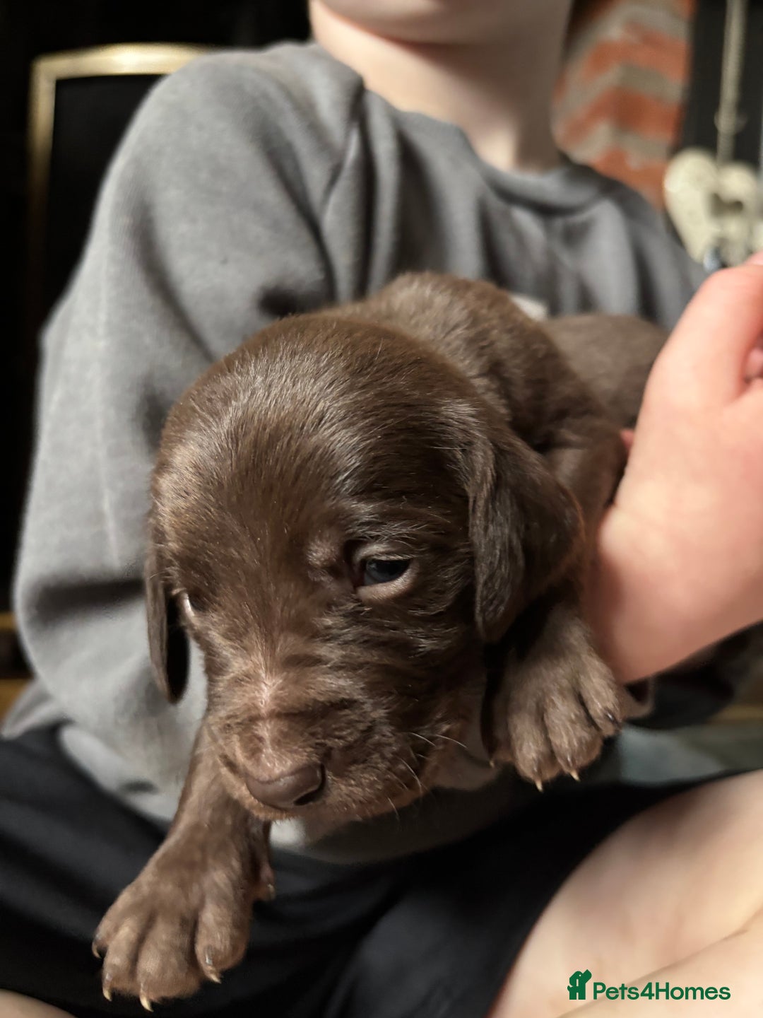 Mixed Breed dogs for sale: Weimardoodle - Image 4