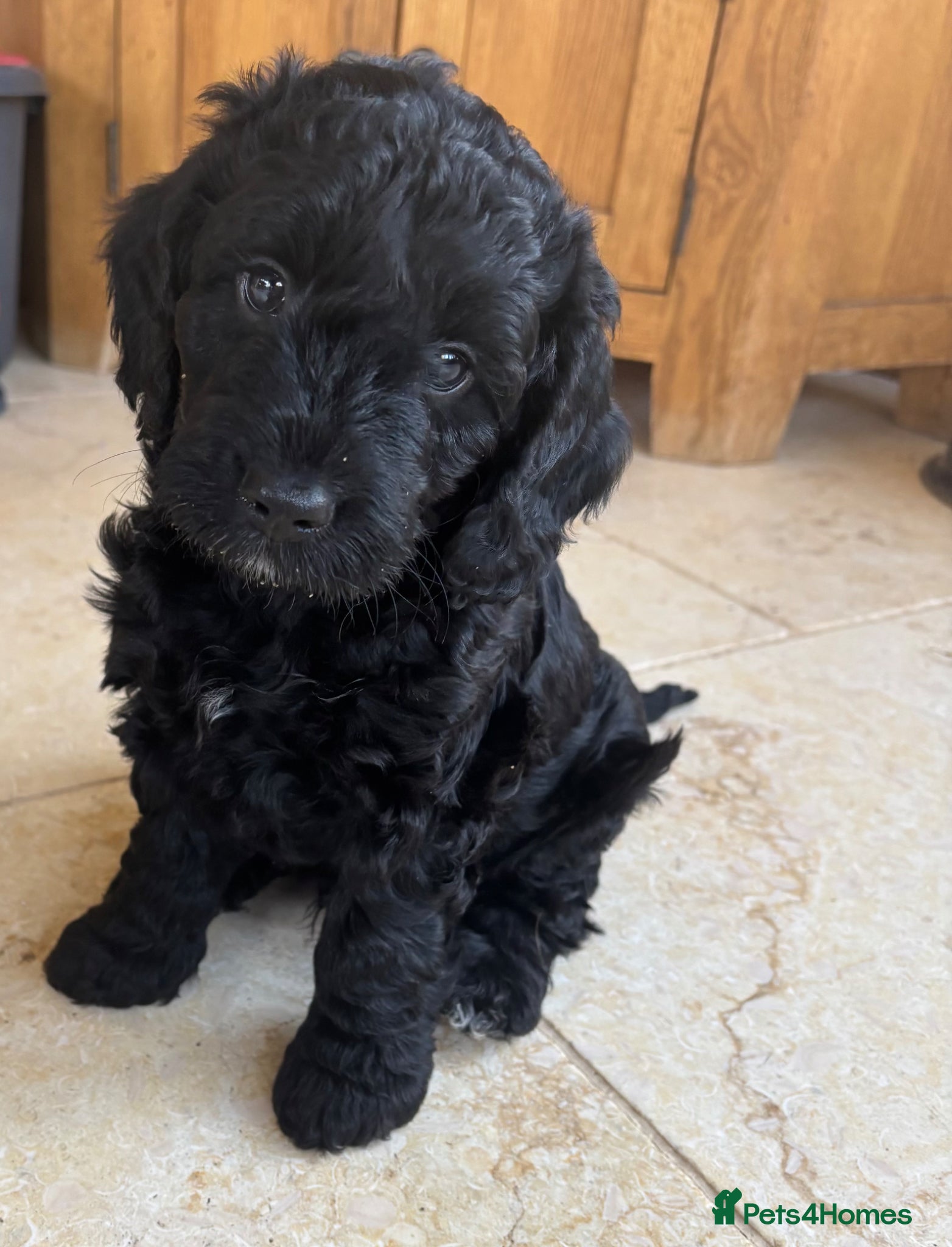 Cockapoo dogs 💙Ready last handsome cockapoo.HealthTestedParents - Advert 1