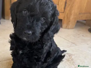 Cockapoo dogs 💙Ready last handsome cockapoo.HealthTestedParents - Advert 1