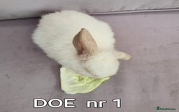 Mini Lop rabbits for sale: CUTE MINI-LOPS - Image 3