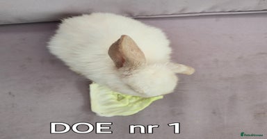 Mini Lop rabbits - Advert 6