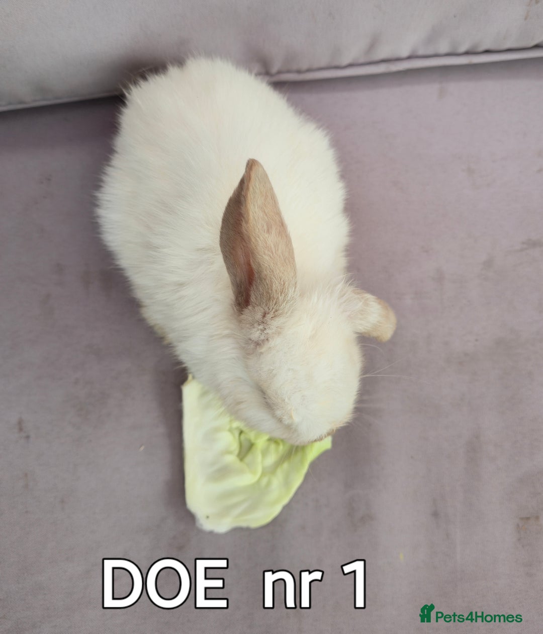 Mini Lop rabbits for sale: CUTE MINI-LOPS - Image 3
