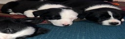 Border Collie dogs for sale: GIRL PUP READY FOR NEW HOME  - Advert 5