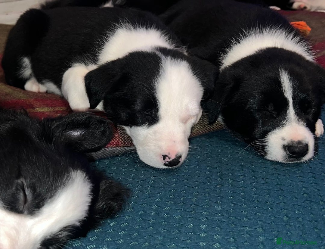 Border Collie dogs for sale: GIRL PUP READY FOR NEW HOME  - Advert 5