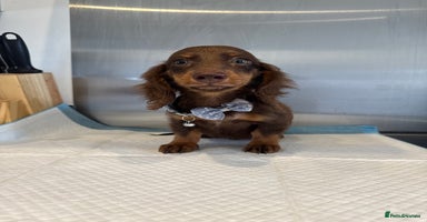 Miniature Dachshund dogs in London - Advert 1