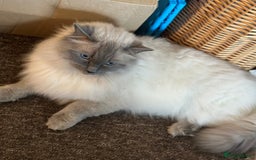 Ragdoll cats for sale: Gentle, Cuddly, Affectionate, Playful Kittens - Image 10