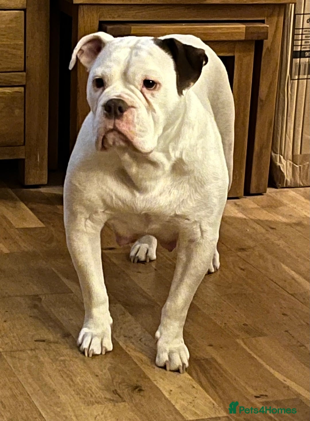 Olde English Bulldogge dogs for sale: 2 Olde English Bulldogge NEBBR registered boys - Advert 2