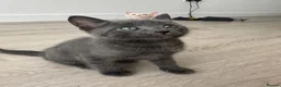Mixed Breed cats for sale:     She is a domestic shorthair cat with blue eyes - Advert 11