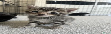 Bengal 1