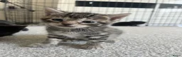 Bengal cats for sale: Beautiful kittens  in Swindon - Advert 19