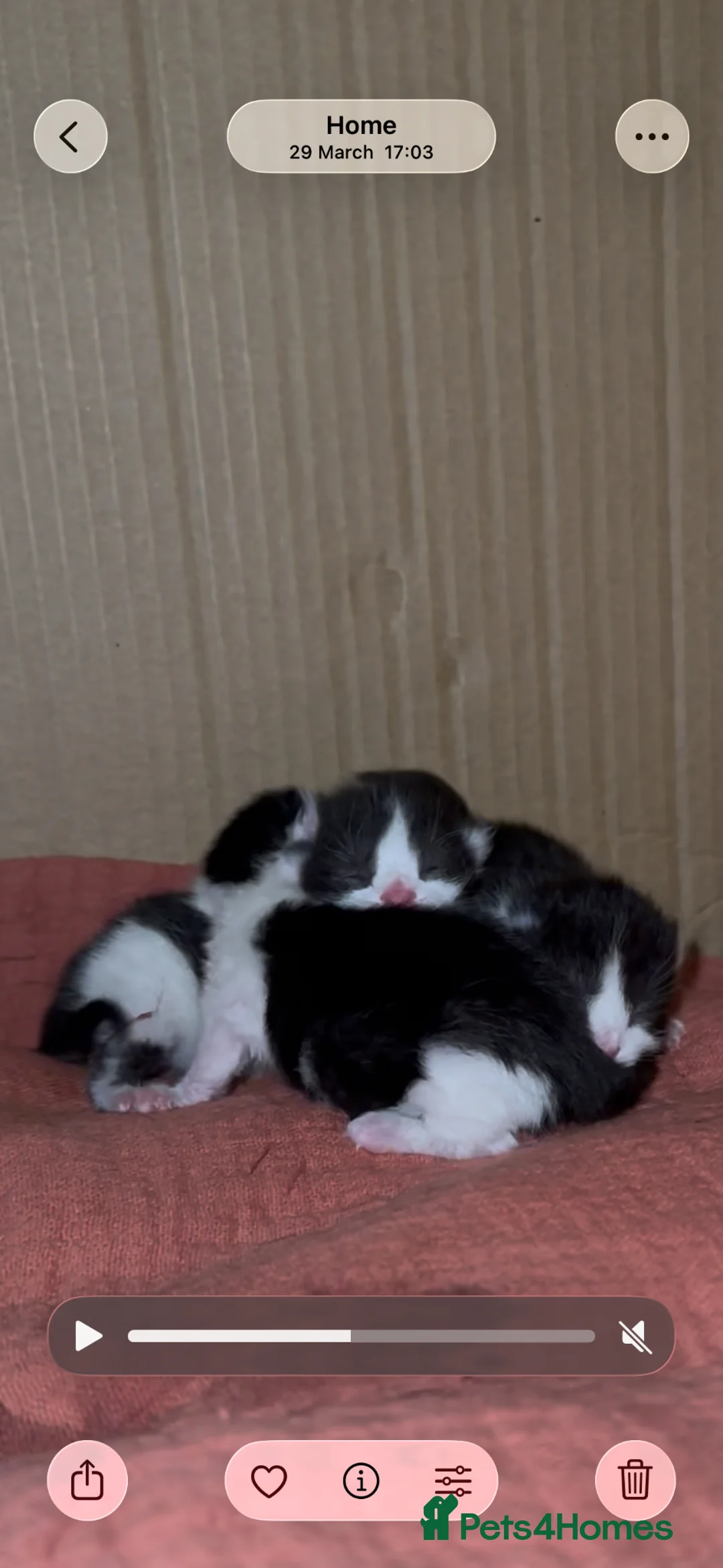 Domestic Shorthair cats for sale: Stunning litter off kittens - Advert 2