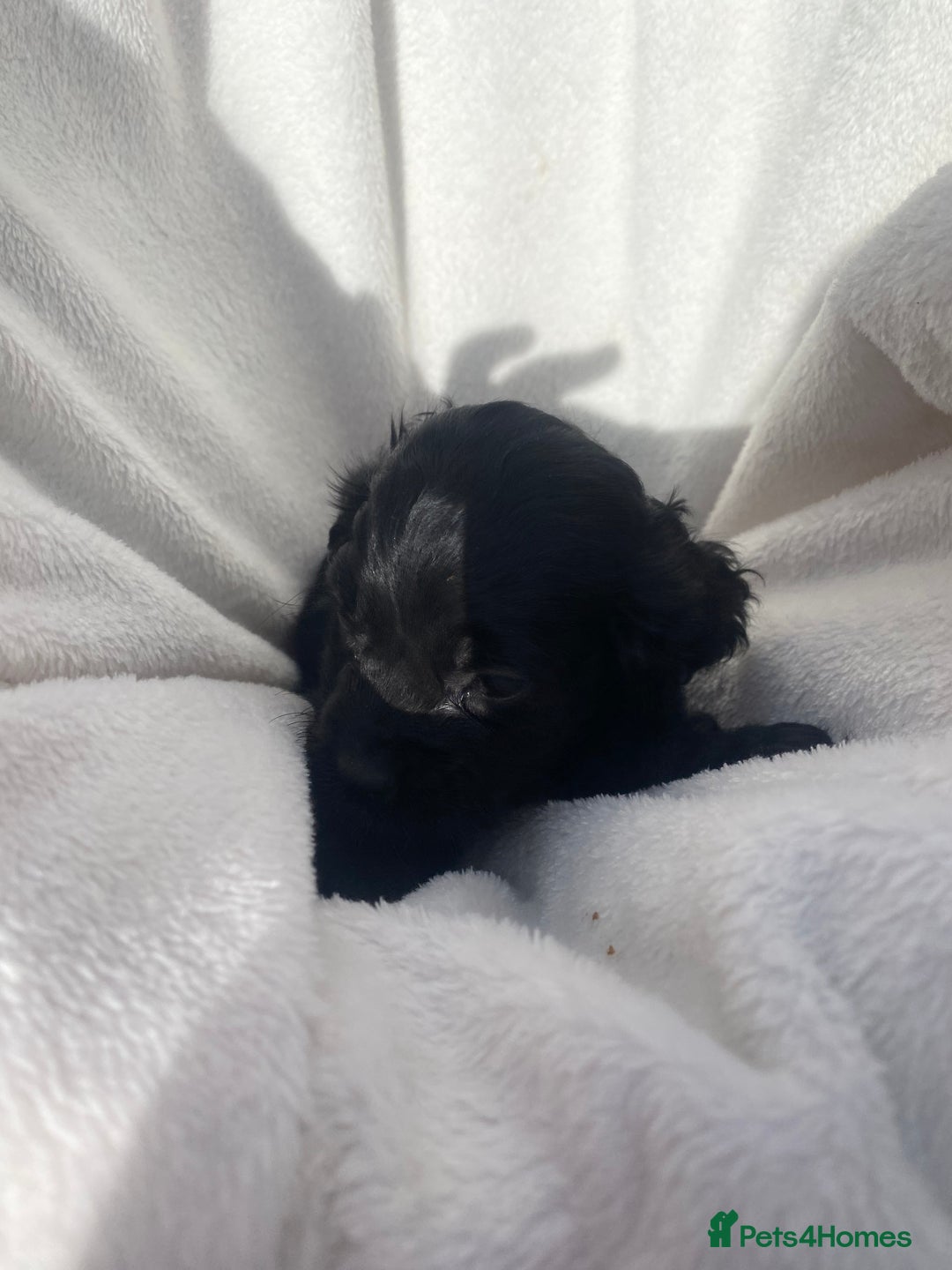 Cockapoo dogs for sale: American cockapoos rare green eyes phantoms - Image 16