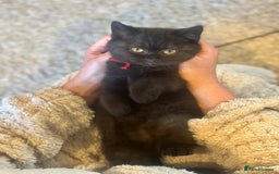 British Shorthair cats for sale: Superb British Short Hair kittens  in Bradford - Image 17