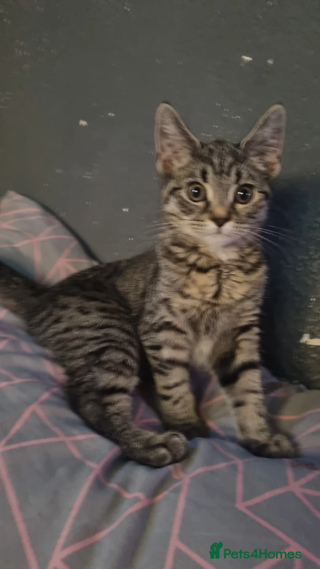 Mixed Breed cats for sale: 2 female kittens - Advert 2