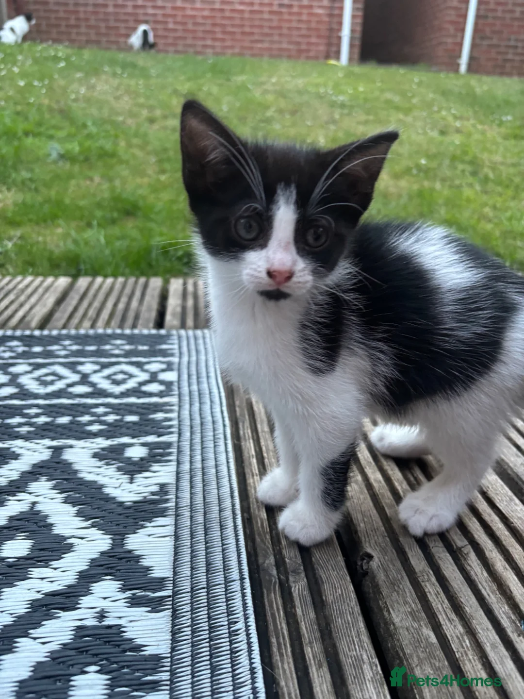 Mixed Breed cats for sale: 4 girls ready for their forever home in Exeter - Advert 1