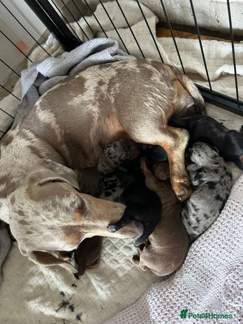 Miniature Dachshund dogs Beautiful Miniature Dachshund Puppies - Advert 3