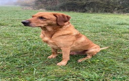 Labrador Retriever dogs for sale: Stunning KC Registered FoxRed/Black Labrador Pups  - Image 24