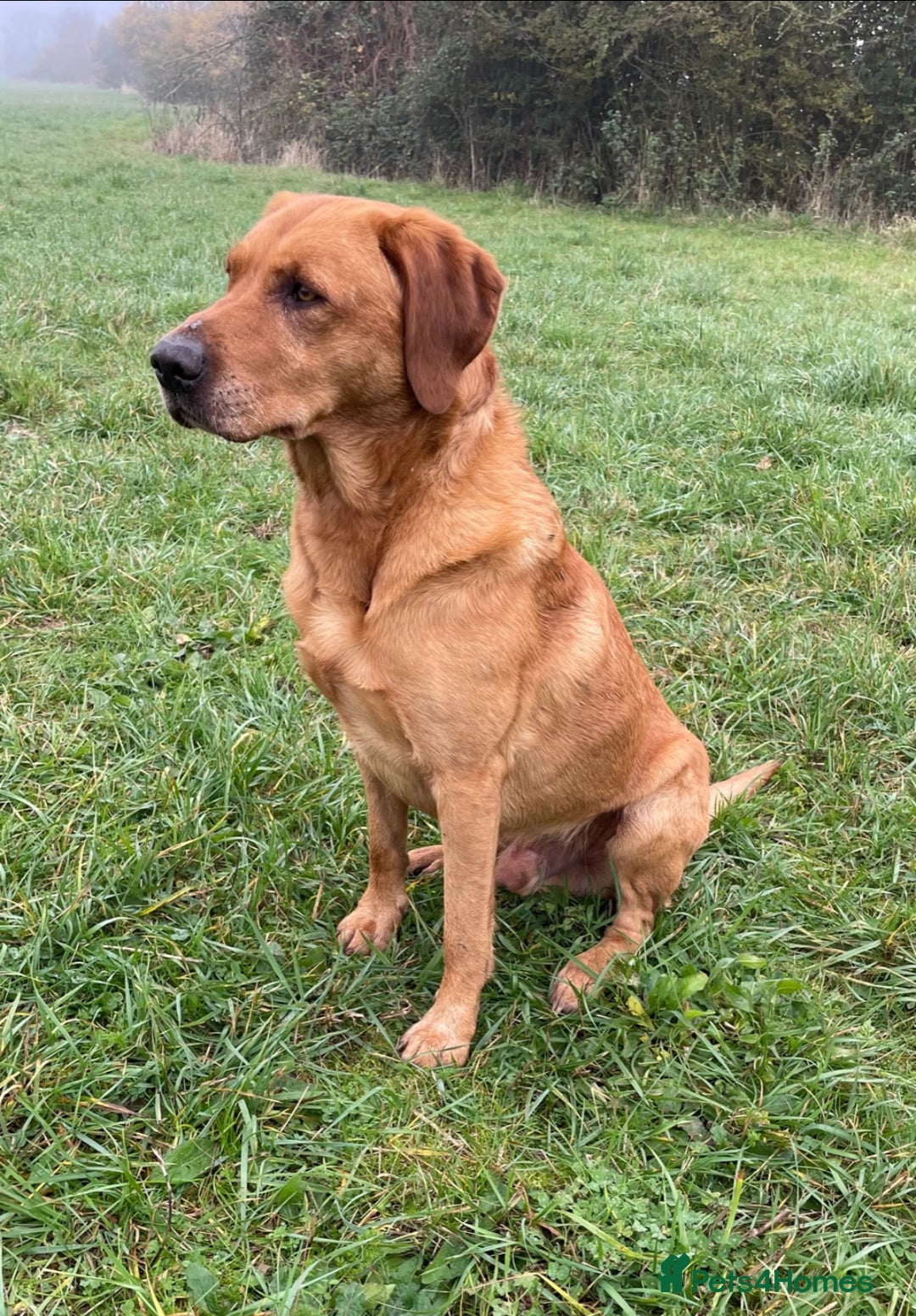Labrador Retriever dogs for sale: Stunning KC Registered FoxRed/Black Labrador Pups  - Image 24