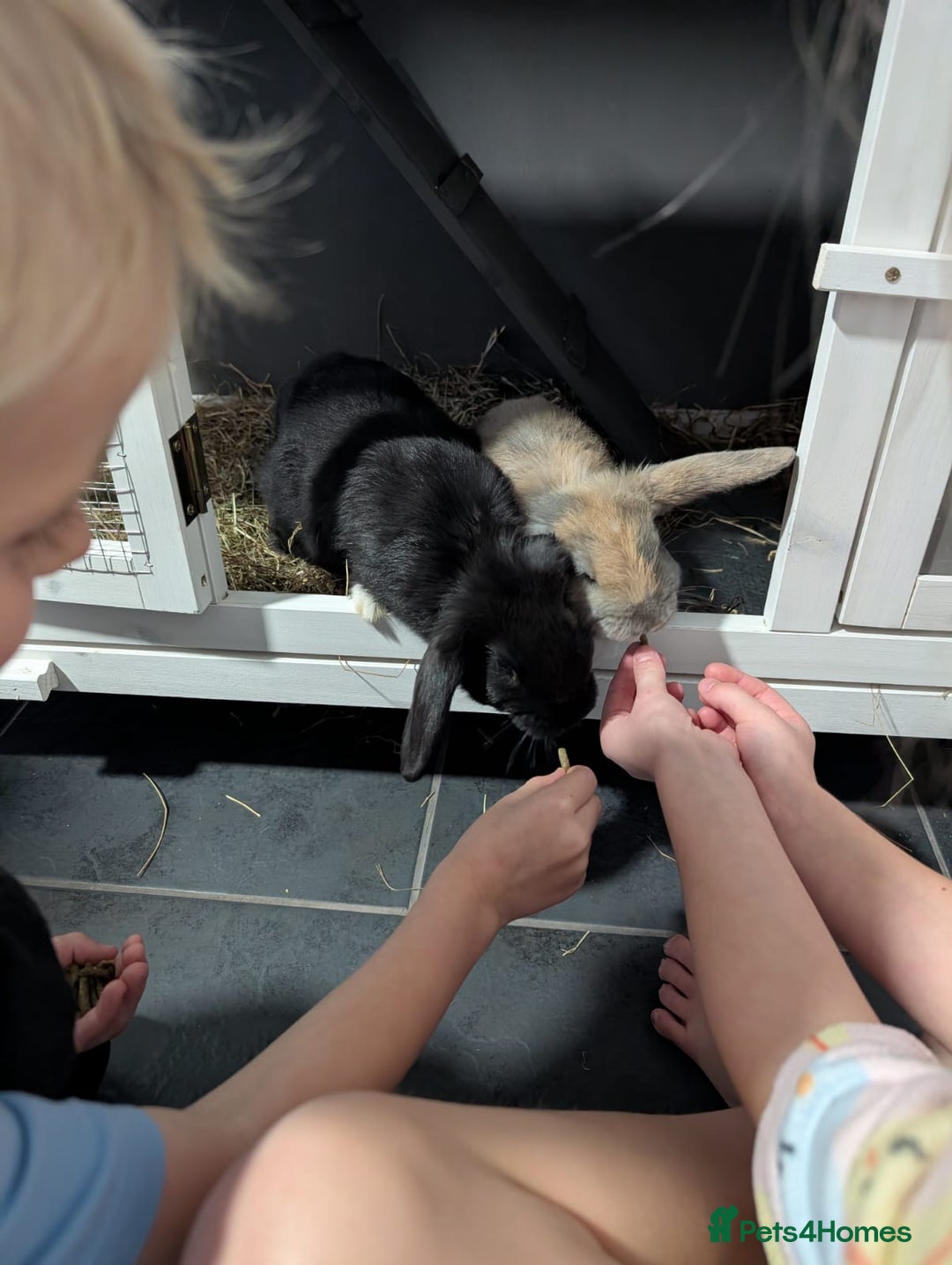 Mixed Breed rabbits for sale: 2x Mini Lop Cross Boys - Advert 1