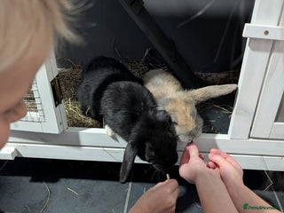 Mixed Breed rabbits 2x Mini Lop Cross Boys - Advert 4
