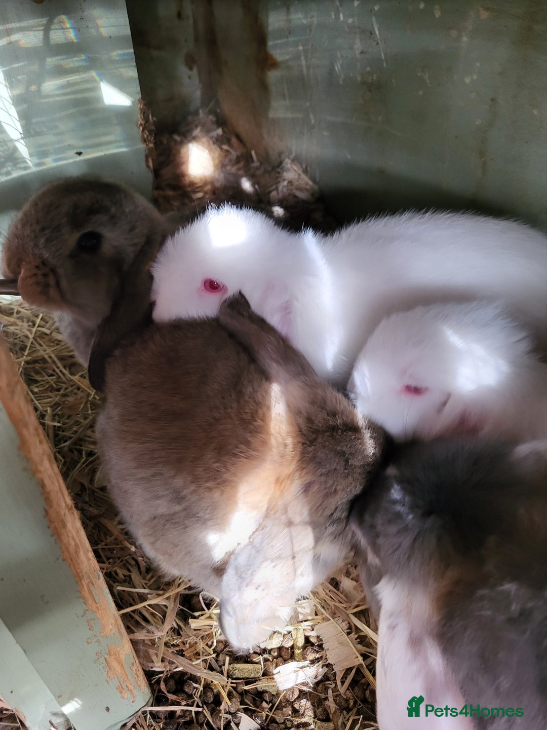 Mini Lop rabbits for sale: Mini Lop Bunnies Beautiful 😍 Ready to Leave - Advert 4