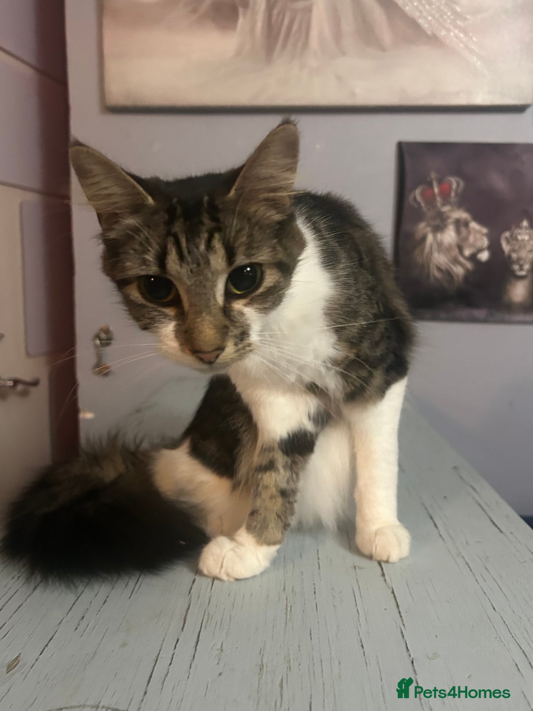 Mixed Breed cats for sale: Two females soCute 🥰  - Advert 4