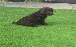 Cockapoo dogs for sale: F1 cockapoo puppies registered breeder - Image 3
