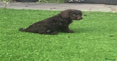 Cockapoo dogs - Advert 6